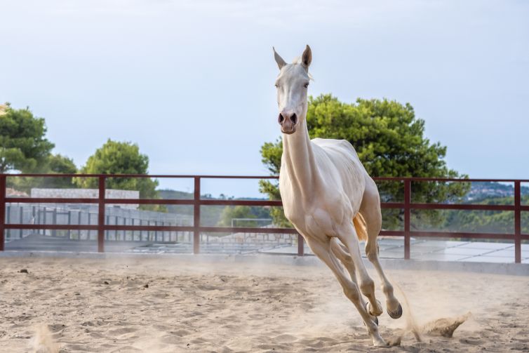 TTT_Ionian_Islands_Zakynthos_Aegle_SEP21_296